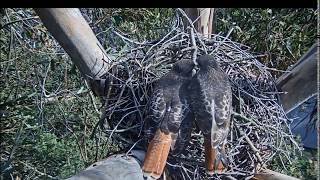 The Red-Tailed Hawk Pair Prepping the Nest 2/1/18