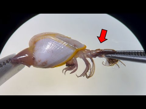 Hypopachus variolosusについて詳しく解説