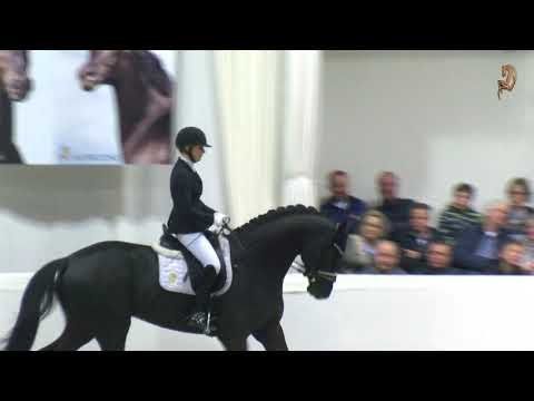 Highlights: Die Hengste des Gestüt Bonhomme auf der Hengstvorführung in Vechta