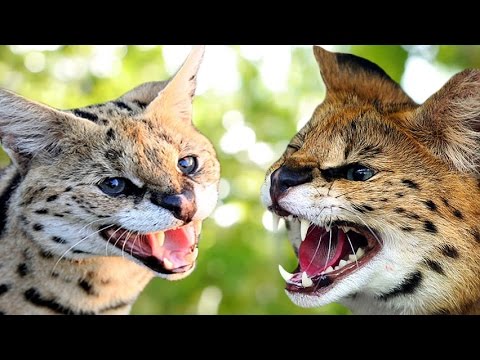 Savannah Cat vs Serval - Understanding The Differences