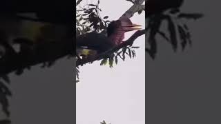 Download lagu Suara Burung Enggang Kalimantan #shorts #subscribe mp3