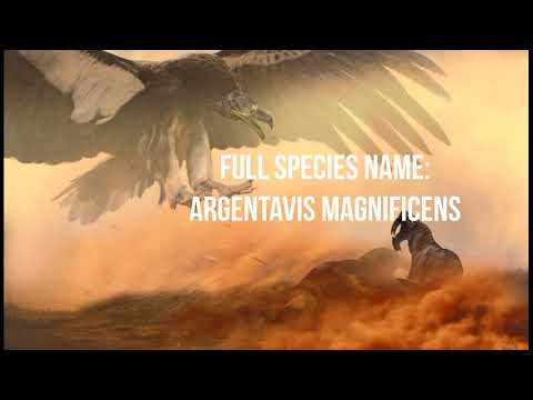 ARGENTAVIS:The Largest Predatory Bird That Ever Flew!