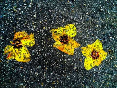 Full Premiere: Jaap Ligthart feat. Alice Rose I Know Change (Show - B Remix)