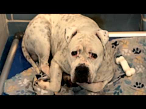 GeoBeats Animals preview