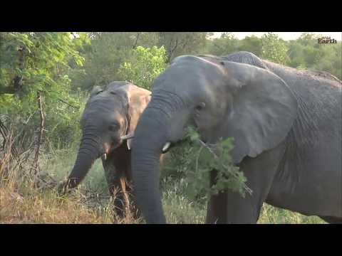 Enjoy the Sound of Elephants Feeding