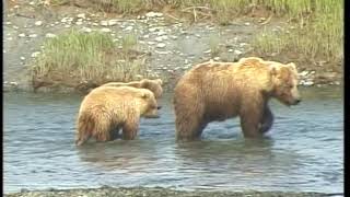 Footage Reel | Alaskan Wildlife and Scenery (2001)