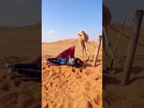 Czn farkıyla Çölde Deve #shorts