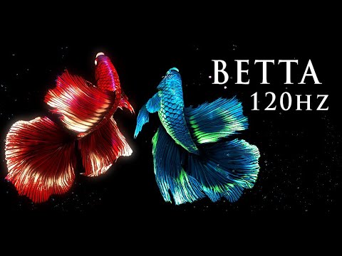 BETTA 120HZ Video