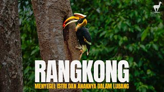 Download lagu Hornbill: A Test of Love: Locking Up His Wife and Child for Survival mp3