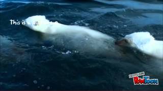 A Day In The Life Of A Polar Bear