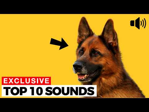 10 Sounds Your Dog Might Absolutely Love ❤️