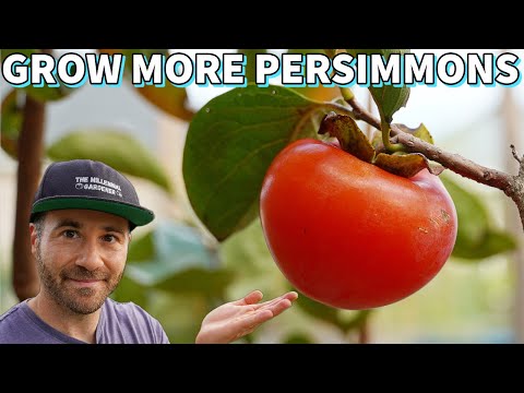 This Will Make Your Persimmon Tree Fruit Like Crazy!