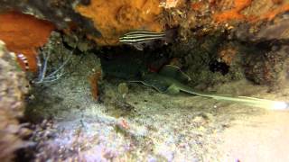 preview picture of video 'Frederico's Bay Snorkeling - Blue Spotted Stingray at a cleaning station'