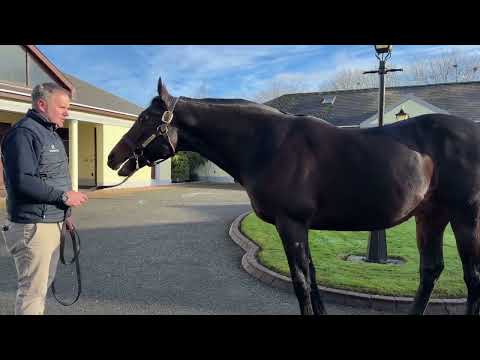AWTAAD à Derrinstown Stud avec Steven Collins - Irish Stallion Trail