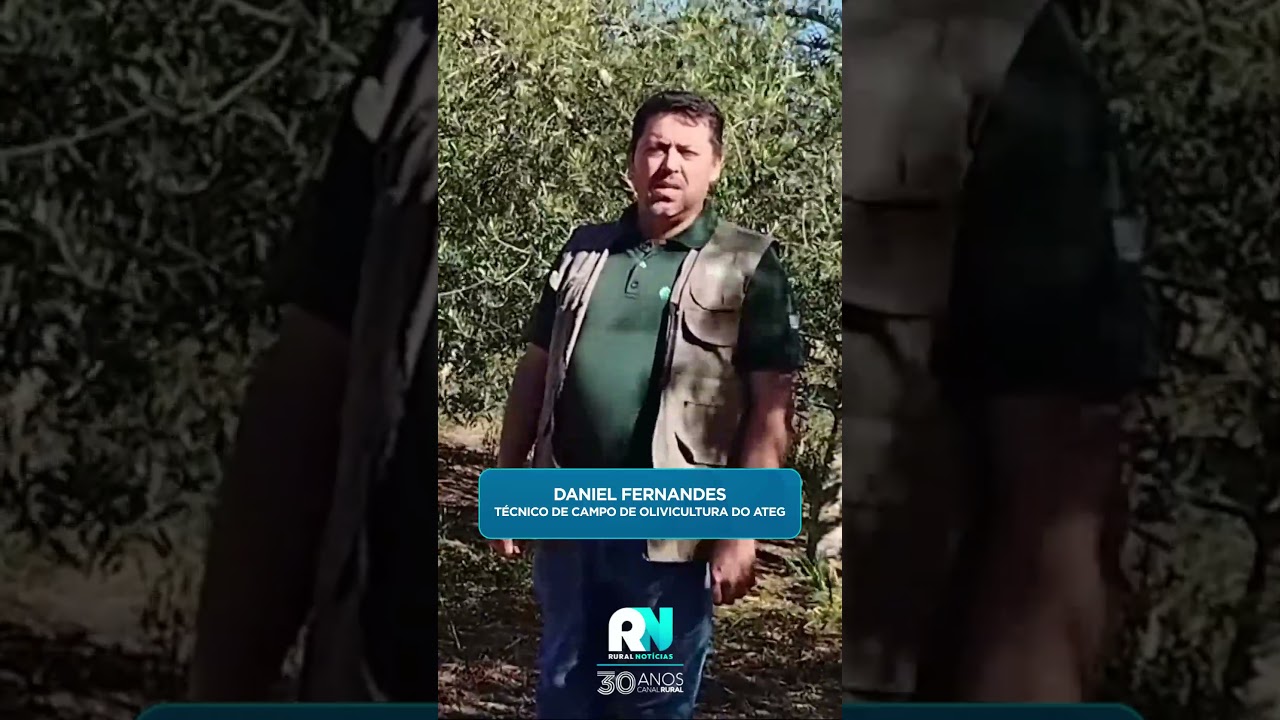Assistência técnica impulsiona produção de azeitonas no Sul de Minas