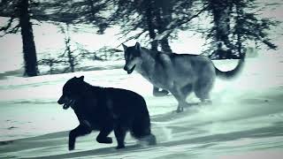 Cradle Of Filth - A Dream Of Wolves In The Snow