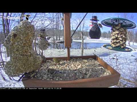 American Goldfinches - Cornell Feeders - Feb. 14, 2017