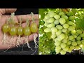 Simple method propagate grape tree with water || growing grape tree at home