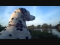 Egotronic - Der Weg zu zweit mit Video (Grauzone ...