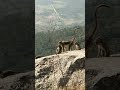 Monkey Youtube Shorts Songs Kothi Animals Youtube Reels Nandhi Hills