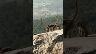 Download lagu monkey#youtube shorts#songs#kothi#animals#youtube reels#nandhi hills mp3 Download lagu monkey#youtube shorts#songs#kothi#animals#youtube reels#nandhi hills mp3