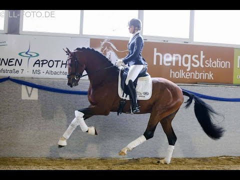 Franz Joseph Junior  _ Hengstschau 8.März 2020