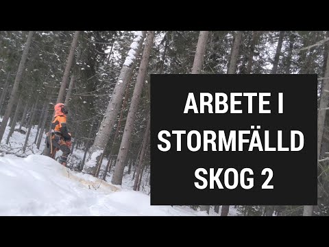 Arbete i stormfälld skog efter stormen Johannes - Del 2