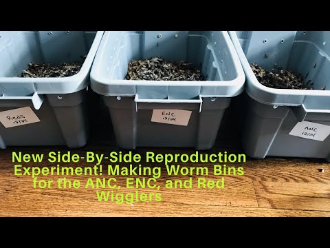 New Reproduction Side-By-Side Experiment: Making a Worm Bin (Red Wigglers, ANC & ENC)