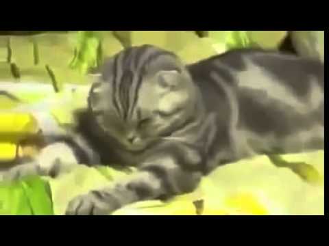 lustige Katzen eminEm videos 02x
