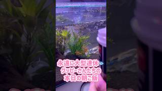 【アクアリウム】永遠に大型連休のグッピーさん達本日の朝ご飯！#funny #fyp #GW #aquarium
