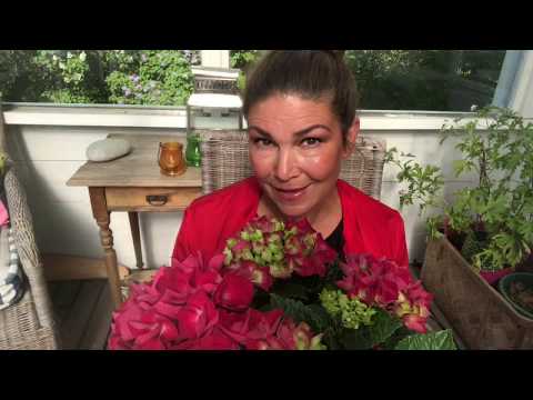 Hortensia hur ta sticklingar av hortensior  - Hydrangea Cutting
