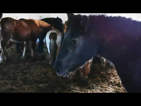 Mânji de 9,10 luni - 0744782178 Herghelia Fitero