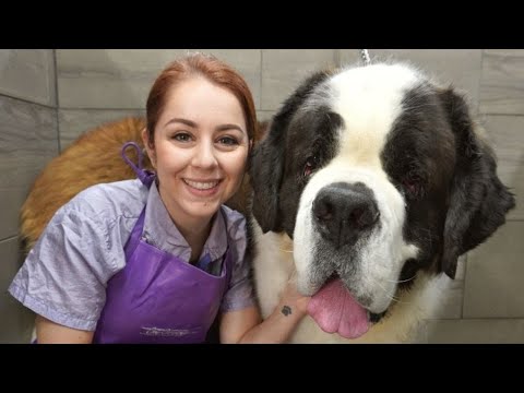 This St. Bernard is MASSIVE | 200lbs