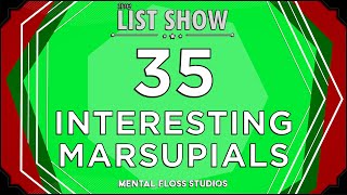 35 Adorable & Fascinating Marsupial Facts | Mental Floss