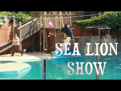 YZER TV: My 30th Birthday Vlog - Sea Lion Show - 100 video challenge - day 17
