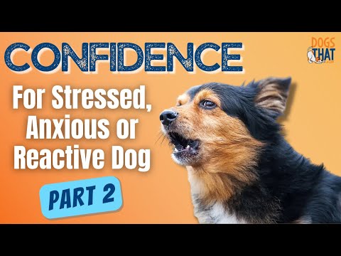 Dog Training A Stressed, Anxious Or Reactive Dog Part 2 #169 #podcast