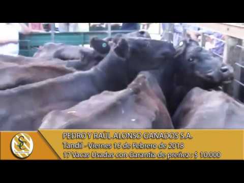16-02-18 Venta de Vientres - Pedro y Raul Alonso Ganados S.A. - Tandil.