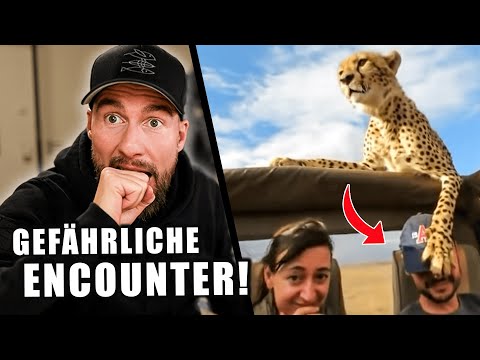 Seid ihr wahnsinnig? - Gefährliche Begegnungen mit WILDEN Tieren! | Robert Marc Lehmann