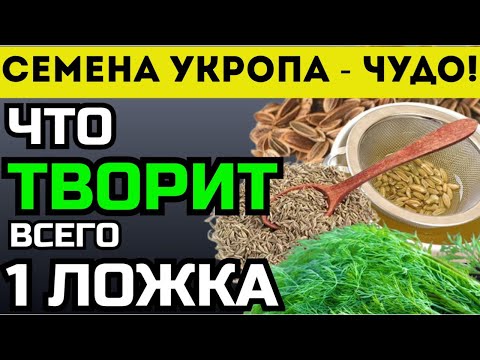 Dill Seeds - Recipe for a Decoction for Health and Longevity