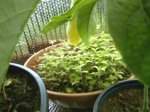 Catnip timelapse