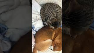 昼寝＆夜の睡眠用😴動物と音楽の癒しで眠ろう✨#小音推奨 #柴犬のあいと##柴犬  #猫のラコ #りぃりぃ雑談#癒し #眠れない人用
