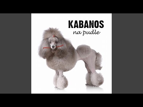 Stokrotka (acoustic)