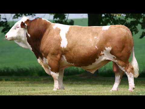 Simmental Cattle | Abundant Meat And Milk
