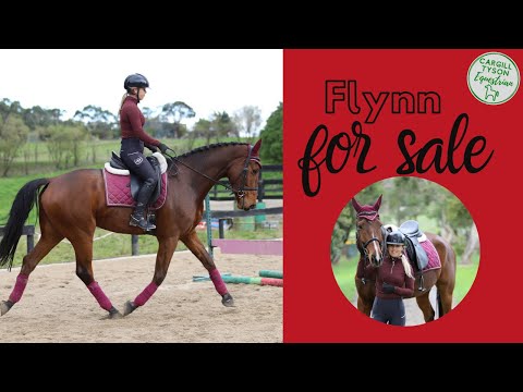 Flynn for sale - 5YO DRESSAGE SUPERSTAR - huge FEI potential!!