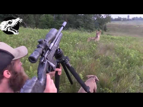 Chasing Down Coyotes With Our Dogs - Coyote Hunting With Decoy Dogs