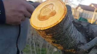 REaltoirea cireșului bătrân!🙃