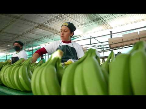 Packing Station bananas - Supply Chain - AgroFair