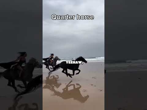 Fastest Animal In The World #animals #wildlife #shorts