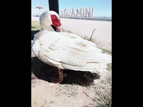 paseo por guamini, bs as #viraleshorts #paraty #pyf #viralesvideo #humor