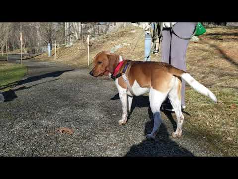 Charlie, an adopted Beagle Mix in Danbury, CT_image-1